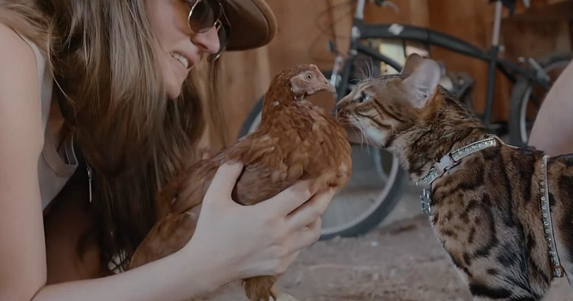 Netflix drops the trailer for Cat People which is an adorable docuseries