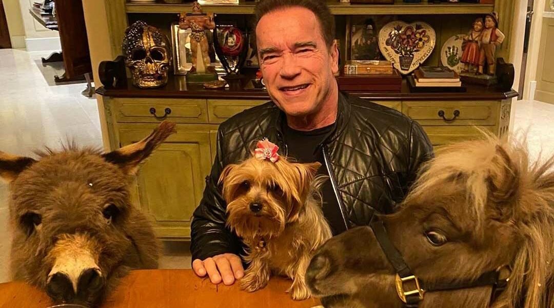Millionaire Arnold Schwarzenegger Spent a Surprising 4-Figure Amount to Stay Fit as He Couldn’t Lift Heavy in the Gym Anymore