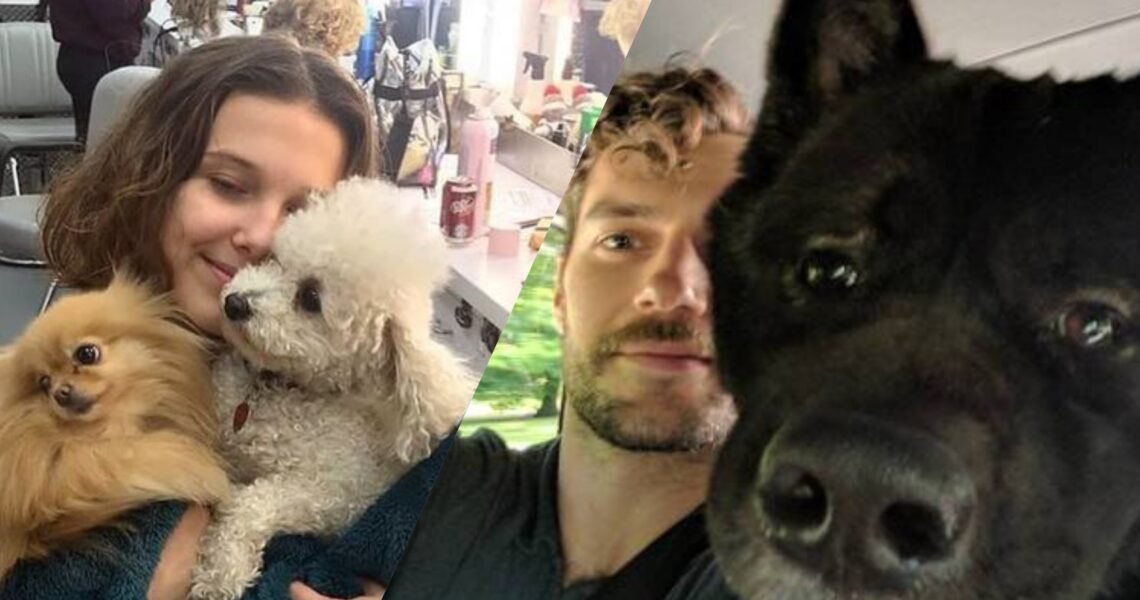 Millie Bobby Brown Compares Her Small “High maintanence” Poodles to Henry Cavill’s Well-Trained American Akita, Kal